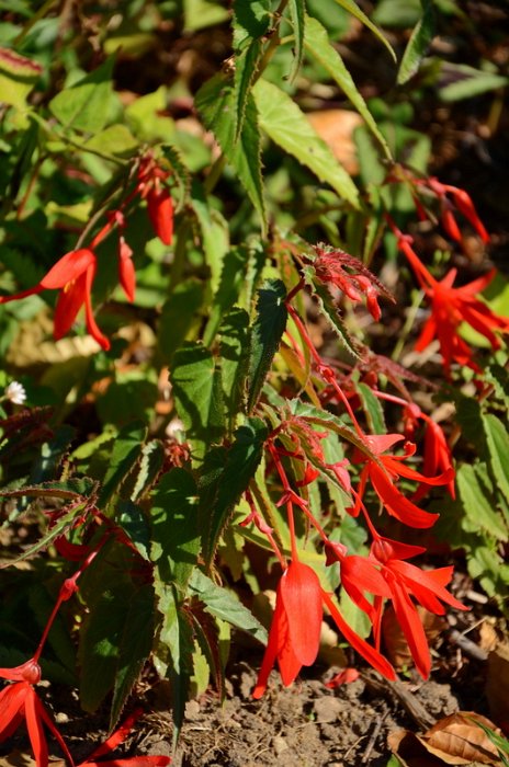 Begonia x 'Santa Cruz Sunset'
